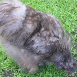 Blue Silkie Bantam Chicken