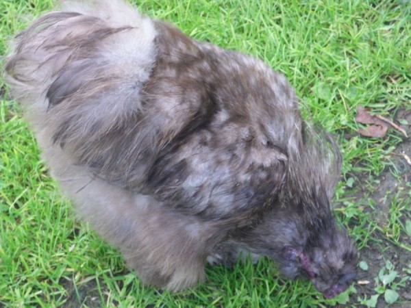 Blue Silkie Bantam Chicken