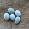 Ameraucana Blue Eggs