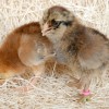 Ameraucana Chicks standing in hay