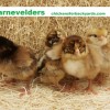 Barnvelder baby chicks