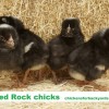 Barred Plymouth Rock Chicks