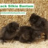 Black Silkie Bantam Chicks