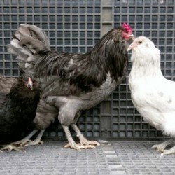 Blue Ameraucana Chicks for Sale