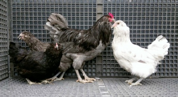 Blue Ameraucana Chicks for Sale