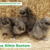 Blue Silkie Bantam Chicks