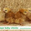 Buckeye Baby Chicks