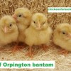 Buff Orpington Bantam Chicks