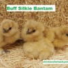 Buff Silkie Bantam Chicks for Sale