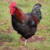Barnevelder