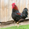 Colorful Rooster and Chickens. Free Range Cock and Hens