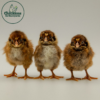 Barnevelder Chicks