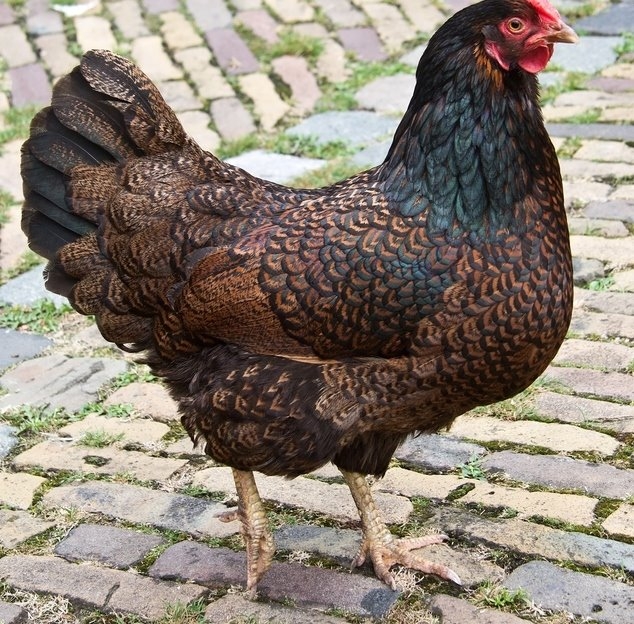 Barnevelder Rare Breed Chicks for Sale | Chickens For Backyards