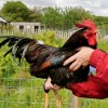 Barnevelder Chicken Rooster