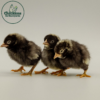 Barred Old English Bantam - Image 3