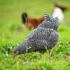 Barred Rock