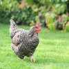 Barred Plymouth Rock Chicken