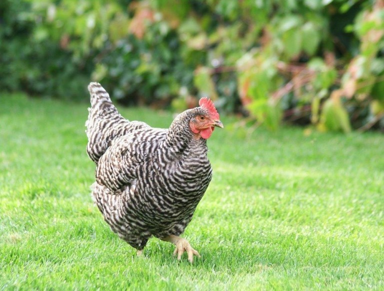 Baby Barred Plymouth Chickens For Sale Chickens For Backyards