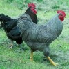 Barred Plymouth Rock Chickens