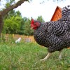 Barred Plymouth Rock Chicken