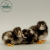 Barred Plymouth Rock Bantam - Image 3