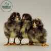 Barred Rock Chicks