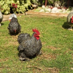 Barred Cochin Bantam Baby Chicks for Sale