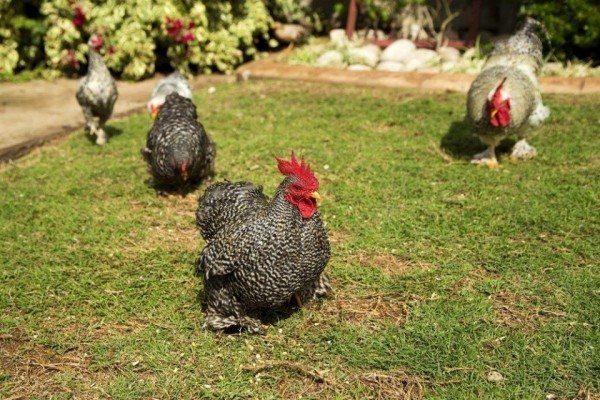 Barred Cochin Bantam Baby Chicks for Sale