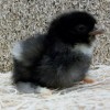 Barred Cochin Bantam Chick