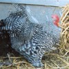 Barred Cochin Bantam Chicken