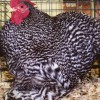 Barred Cochin Bantam Chicken