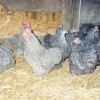 Barred Cochin Bantam Chickens