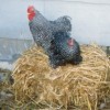 Barred Cochin Bantam Chickens