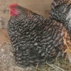 Barred Cochin Bantam Chicken