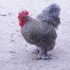 Barred Cochin Bantam Chicken