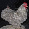 Barred Cochin Bantam Chicken