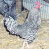 Barred Old English Bantam Chickens for sale