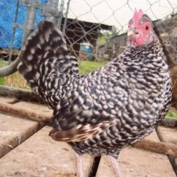 Barred Old English Bantam Chicken