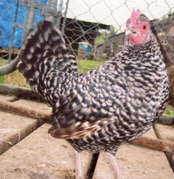 Barred Old English Bantam Chicken