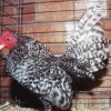 Barred Old English Bantam Chicken