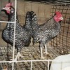 Barred Old English Bantam Chickens