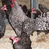 Barred Old English Bantam Chickens