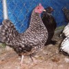 Barred Old English Bantam Chicken