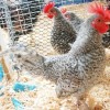 Barred Old English Bantam Chickens