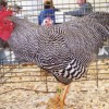 Barred Plymouth Rock Bantam Chicken