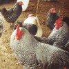 Barred Plymouth Rock Bantam Chickens