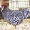 Barred Plymouth Rock Bantam Chicken