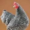 Barred Plymouth Rock Bantam Chicken