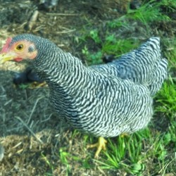 Barred Plymouth Rock Bantam Chicks