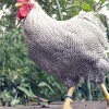 Barred Plymouth Rock Bantam Chicken